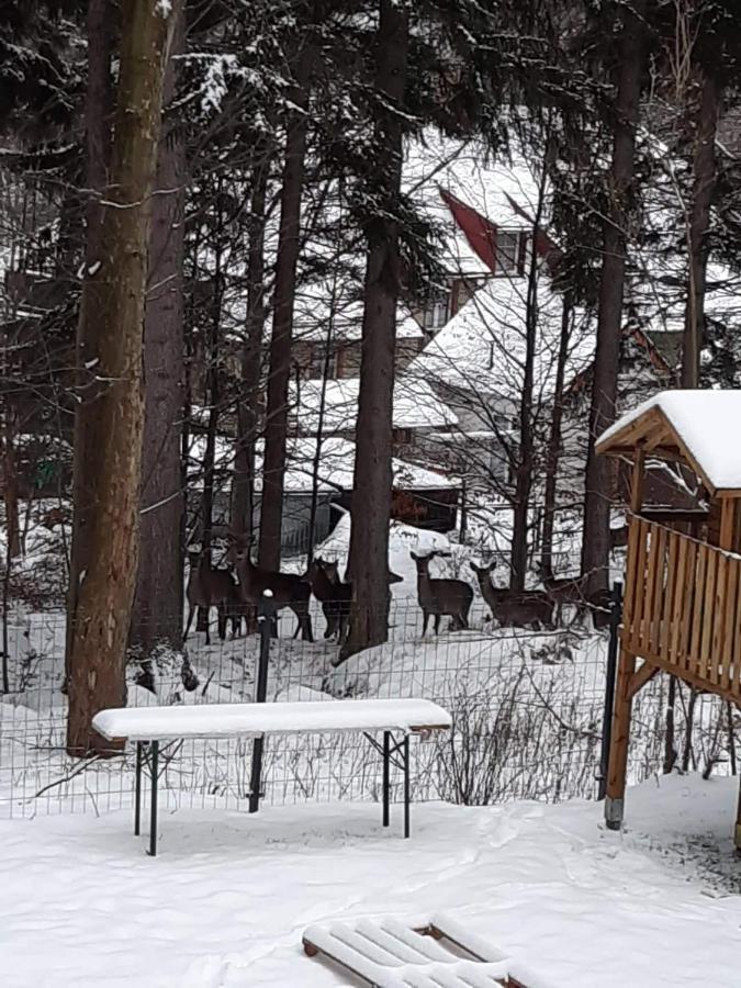 Apartamenty Przy Swierku Szklarska Poręba Eksteriør billede